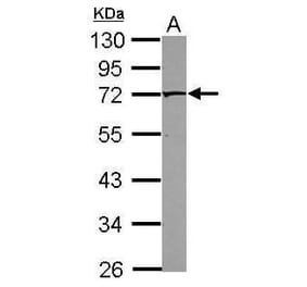PAK4 Antibody from Signalway Antibody (35447) - Antibodies.com