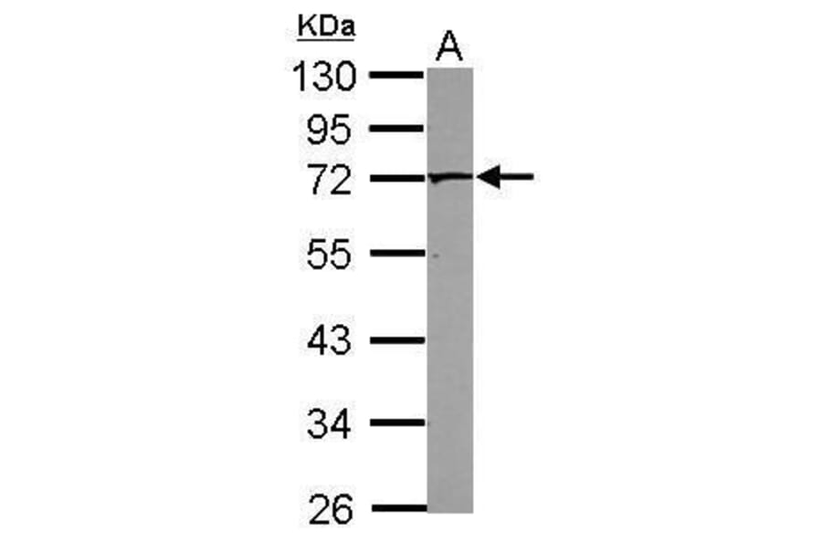 PAK4 Antibody from Signalway Antibody (35447) - Antibodies.com
