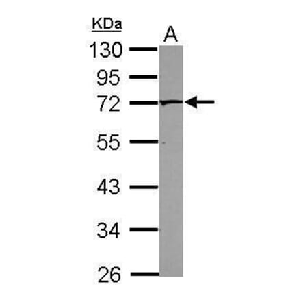PAK4 Antibody from Signalway Antibody (35447) - Antibodies.com