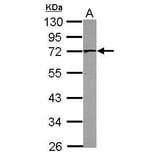 PAK4 Antibody from Signalway Antibody (35447) - Antibodies.com