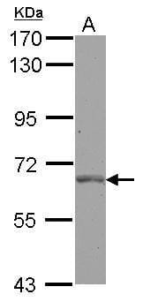 Sample (30 µg of whole cell lysate)  HeLa 7.5% SDS PAGE #35448 diluted at 1: 1000