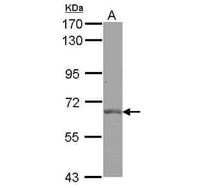 PLK1 Antibody from Signalway Antibody (35448) - Antibodies.com