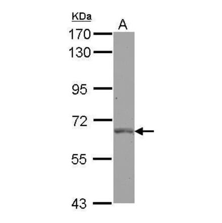 PLK1 Antibody from Signalway Antibody (35448) - Antibodies.com