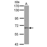 PLK1 Antibody from Signalway Antibody (35448) - Antibodies.com