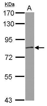 Sample (30 µg of whole cell lysate)  THP-1 7.5% SDS PAGE #35449 diluted at 1: 1000