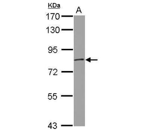 GRK2 Antibody from Signalway Antibody (35449) - Antibodies.com