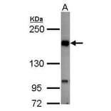 TIE2 Antibody from Signalway Antibody (35450) - Antibodies.com