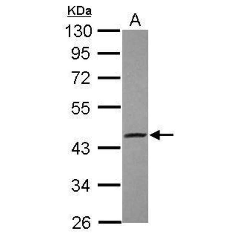 EDG1 Antibody from Signalway Antibody (35455) - Antibodies.com