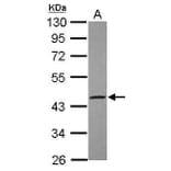 EDG1 Antibody from Signalway Antibody (35455) - Antibodies.com