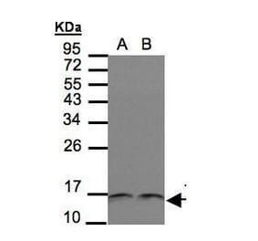 Trx Antibody from Signalway Antibody (35457) - Antibodies.com
