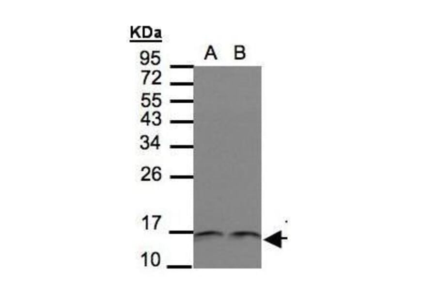 Trx Antibody from Signalway Antibody (35457) - Antibodies.com