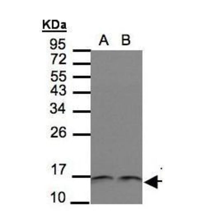 Trx Antibody from Signalway Antibody (35457) - Antibodies.com
