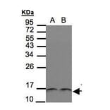 Trx Antibody from Signalway Antibody (35457) - Antibodies.com