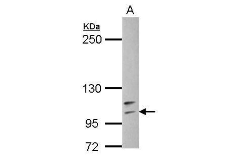 TLR4 Antibody from Signalway Antibody (35463) - Antibodies.com