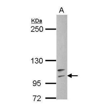 TLR4 Antibody from Signalway Antibody (35463) - Antibodies.com