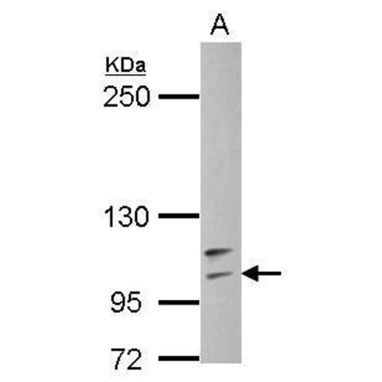 TLR4 Antibody from Signalway Antibody (35463) - Antibodies.com