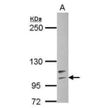 TLR4 Antibody from Signalway Antibody (35463) - Antibodies.com