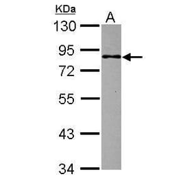 MBD1 Antibody from Signalway Antibody (35476) - Antibodies.com