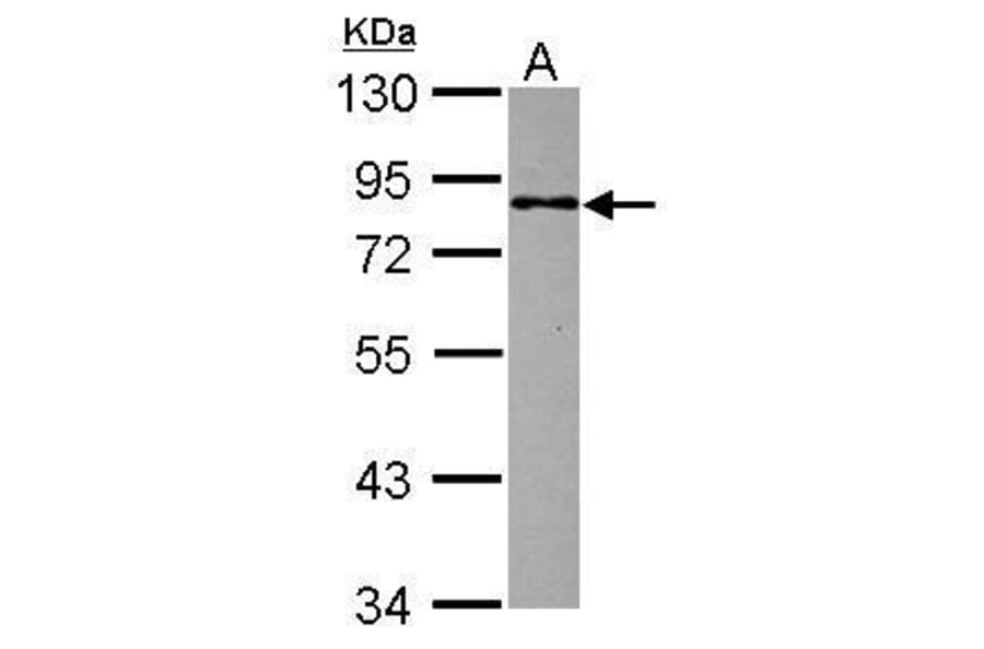 MBD1 Antibody from Signalway Antibody (35476) - Antibodies.com