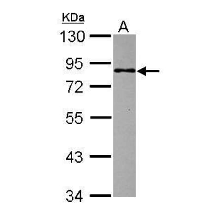 MBD1 Antibody from Signalway Antibody (35476) - Antibodies.com