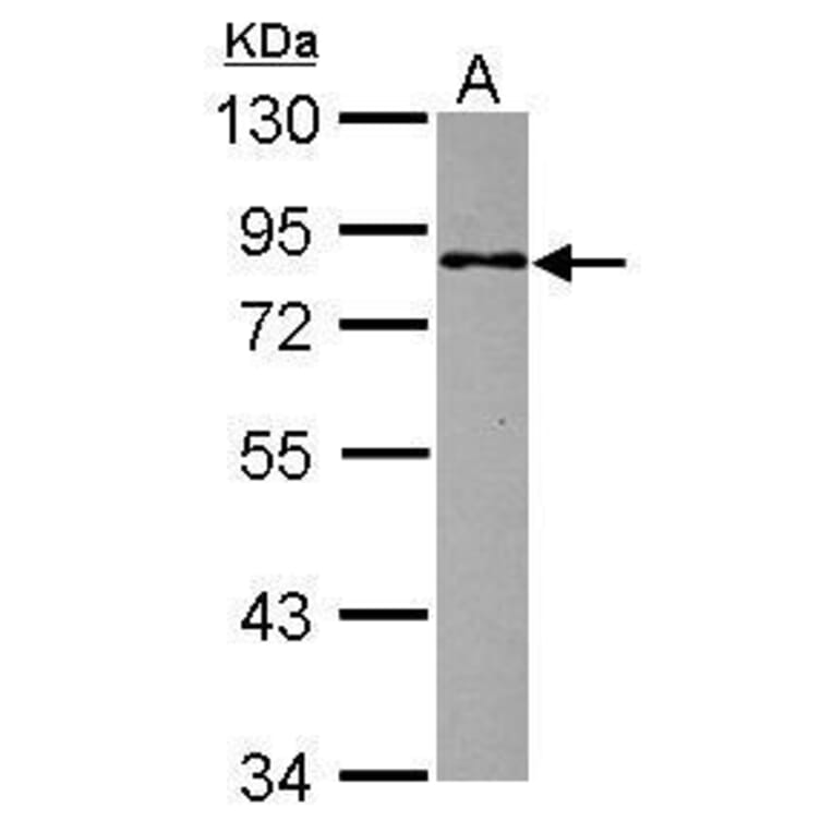 MBD1 Antibody from Signalway Antibody (35476) - Antibodies.com