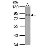 MBD1 Antibody from Signalway Antibody (35476) - Antibodies.com