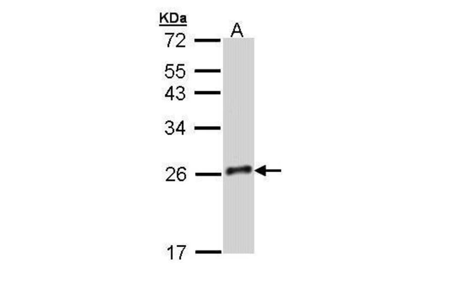 GH-V Antibody from Signalway Antibody (35477) - Antibodies.com