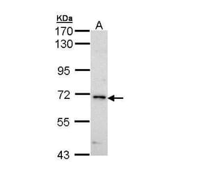 IRAK Antibody from Signalway Antibody (35487) - Antibodies.com