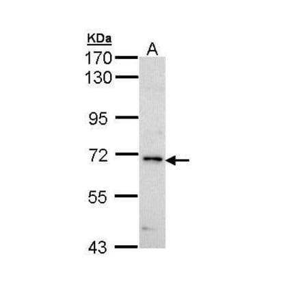IRAK Antibody from Signalway Antibody (35487) - Antibodies.com