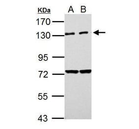 PKN2 Antibody from Signalway Antibody (35490) - Antibodies.com