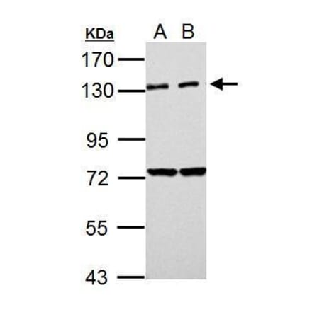PKN2 Antibody from Signalway Antibody (35490) - Antibodies.com