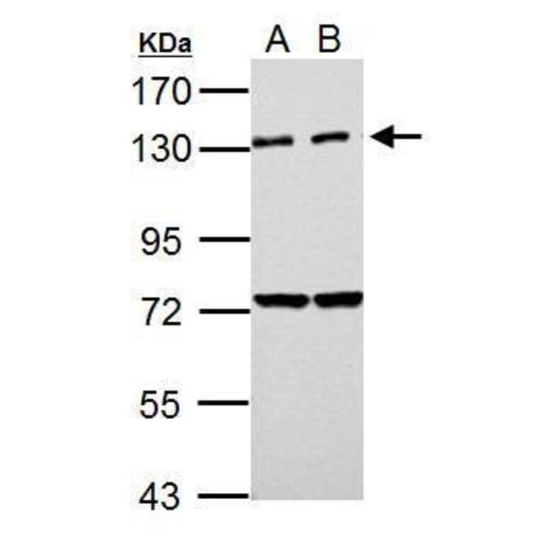 PKN2 Antibody from Signalway Antibody (35490) - Antibodies.com