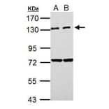 PKN2 Antibody from Signalway Antibody (35490) - Antibodies.com