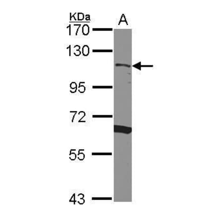 CD34 Antibody from Signalway Antibody (35493) - Antibodies.com