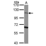 CD34 Antibody from Signalway Antibody (35493) - Antibodies.com