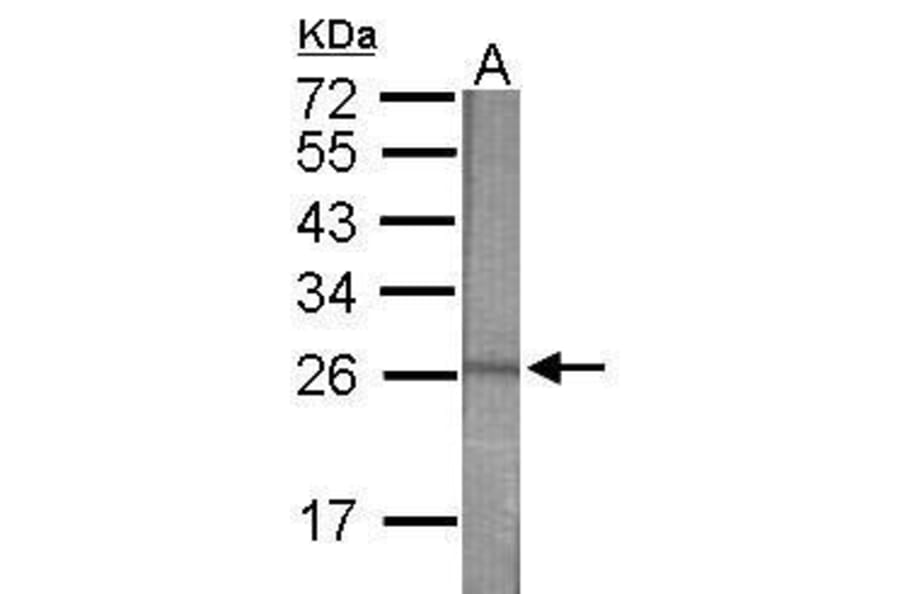 Western blot - CD34 Antibody from Signalway Antibody (35494) - Antibodies.com
