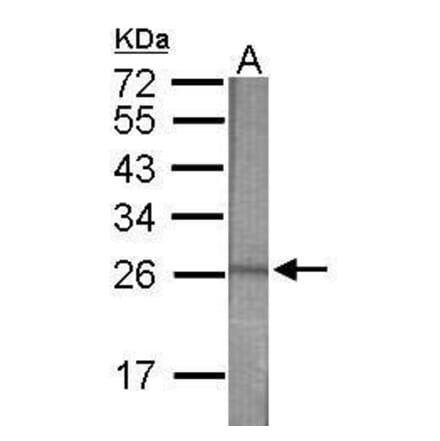 Western blot - CD34 Antibody from Signalway Antibody (35494) - Antibodies.com