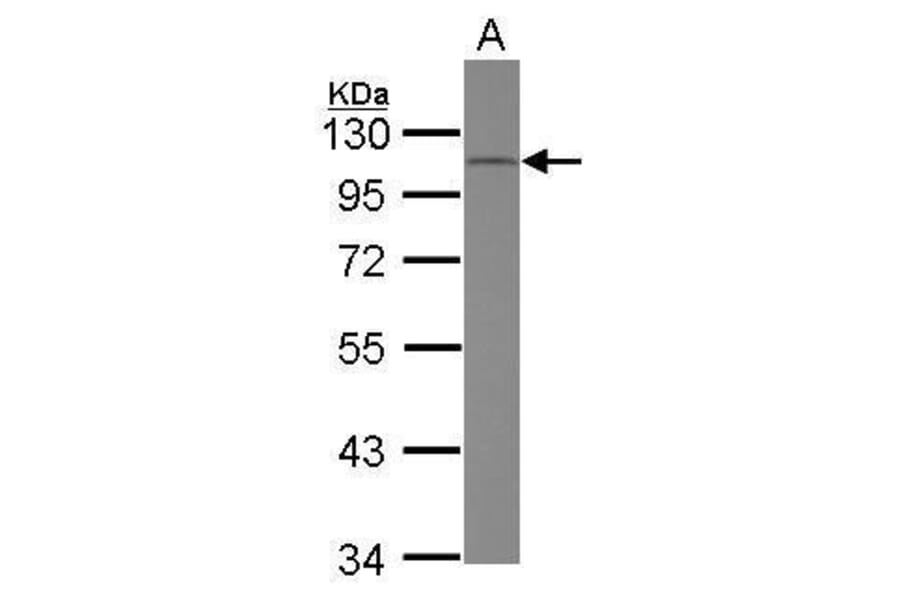 CD34 Antibody from Signalway Antibody (35494) - Antibodies.com