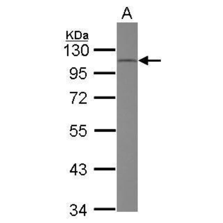 CD34 Antibody from Signalway Antibody (35494) - Antibodies.com
