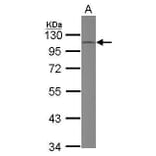 CD34 Antibody from Signalway Antibody (35494) - Antibodies.com