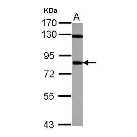 CD55 Antibody from Signalway Antibody (35495) - Antibodies.com