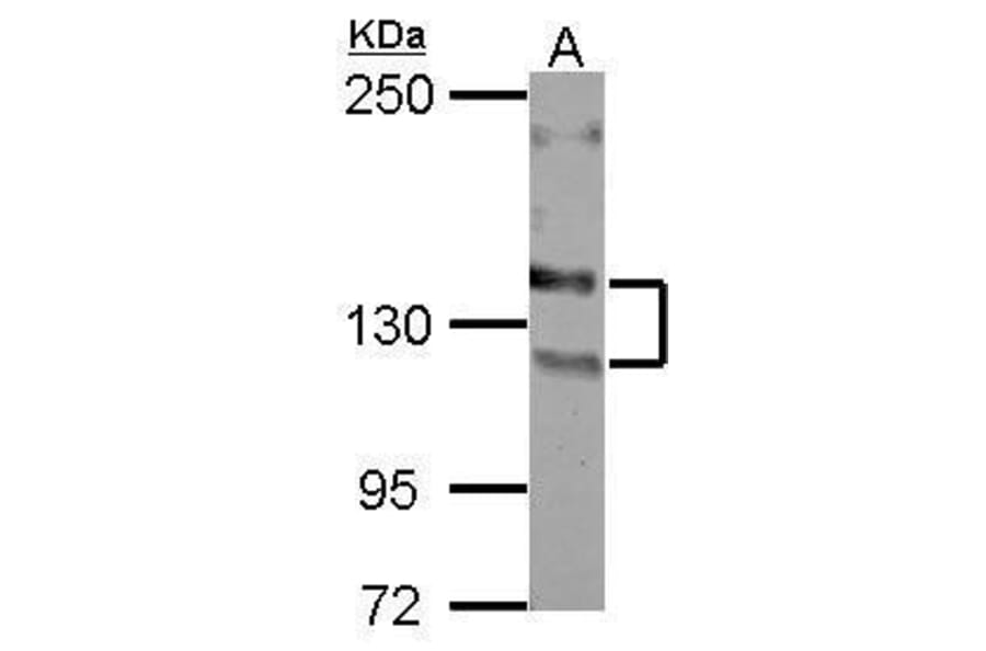 NCAM Antibody from Signalway Antibody (35496) - Antibodies.com