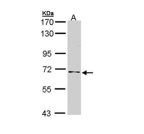 NUMB Antibody from Signalway Antibody (35497) - Antibodies.com