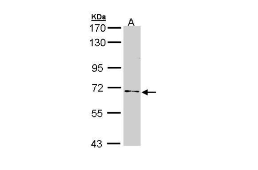 NUMB Antibody from Signalway Antibody (35497) - Antibodies.com