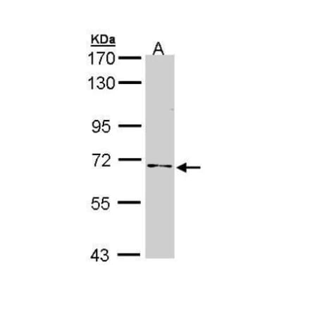 NUMB Antibody from Signalway Antibody (35497) - Antibodies.com