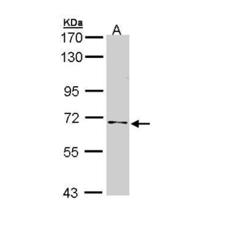 NUMB Antibody from Signalway Antibody (35497) - Antibodies.com