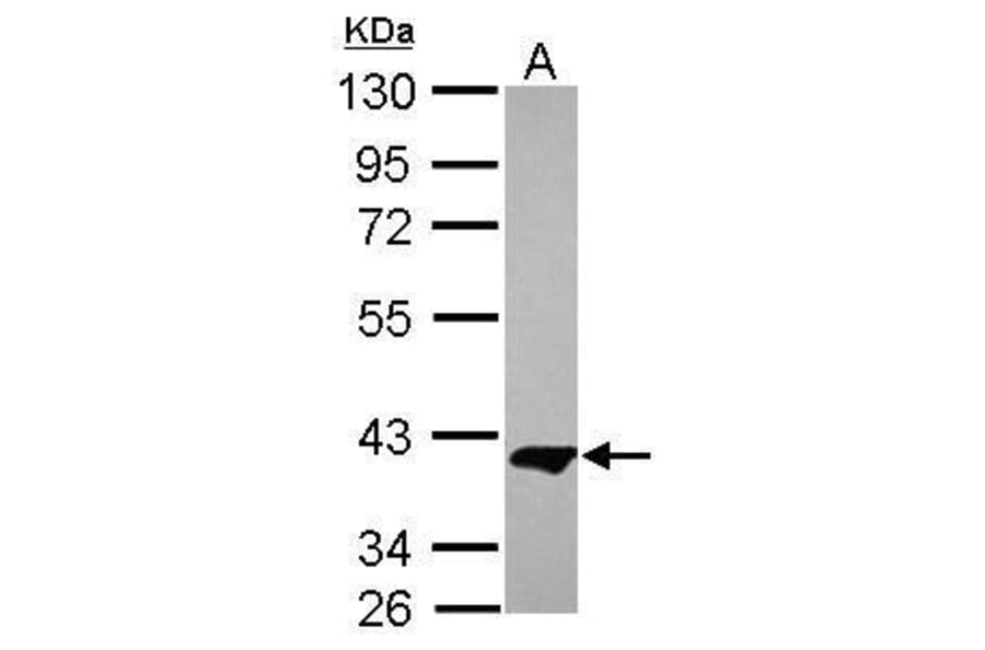 MEK1 Antibody from Signalway Antibody (35498) - Antibodies.com