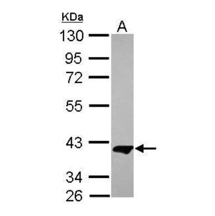 MEK1 Antibody from Signalway Antibody (35498) - Antibodies.com