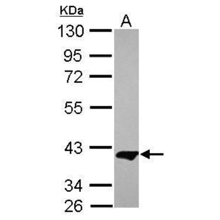 MEK1 Antibody from Signalway Antibody (35498) - Antibodies.com