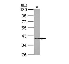 BUB3 Antibody from Signalway Antibody (35499) - Antibodies.com